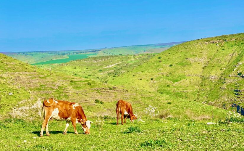 סוף שבוע עם מסלולי יול קסומים דרום רמת הגולן