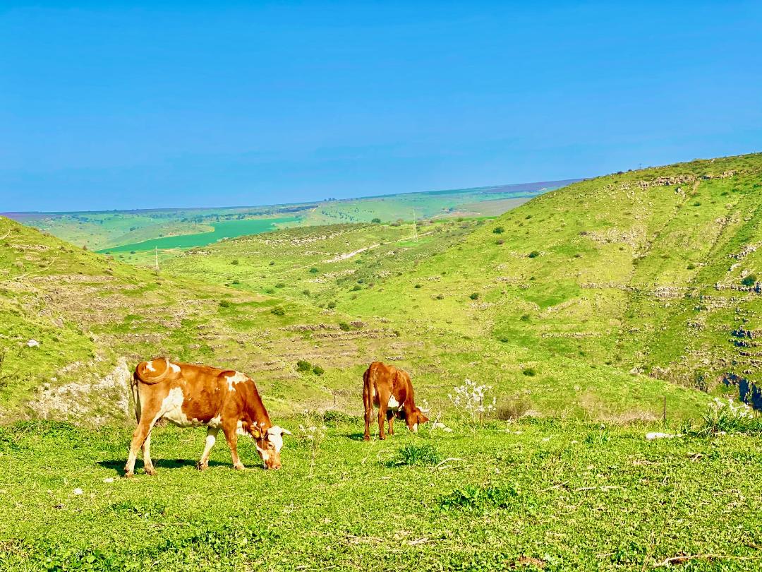 נופים מרהיבים במהלך טיול בדרום רמת הגולן